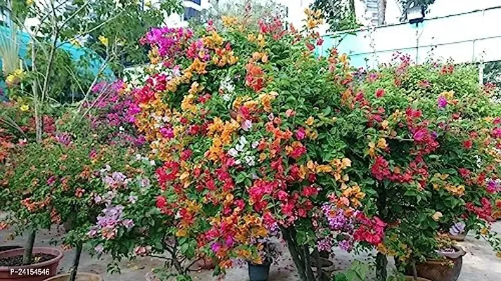 Bougainvillea Plant-thumb4