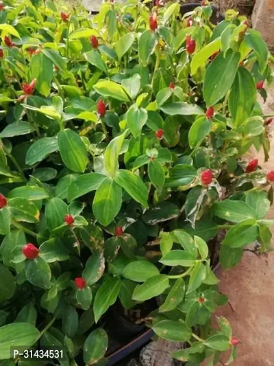 Natural Insulin Plant