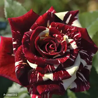 Natural Rose Plant