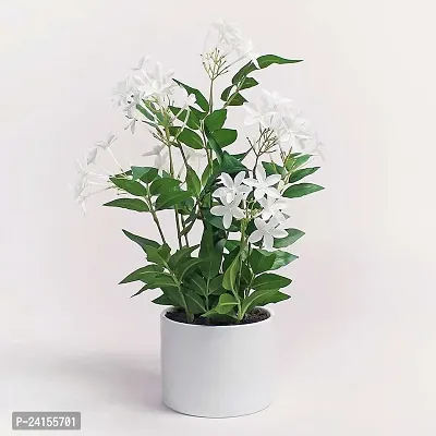 Jasmine Plant-thumb0