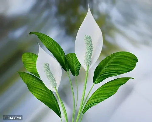 Natural Peace Lily Plant-thumb0