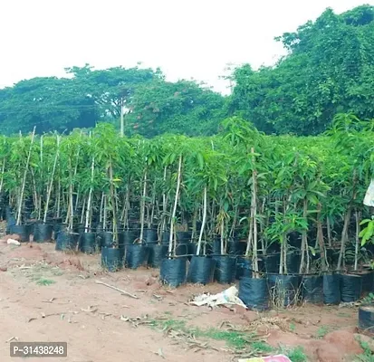 Natural Mango Plant-thumb0