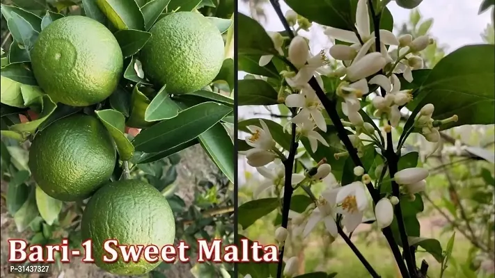 Natural Sweet Lemon Plant-thumb2