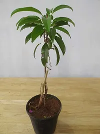 Natural Chiku Plant-thumb1