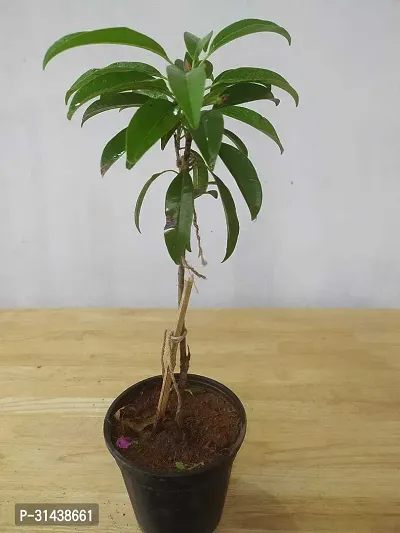 Natural Chiku Plant-thumb2