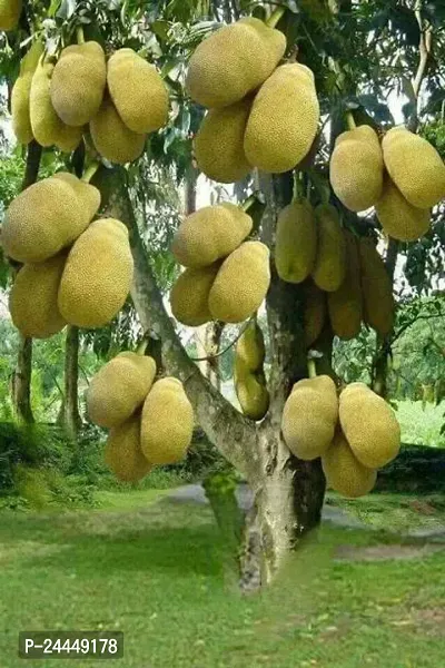 Natural Jackfruit Plant