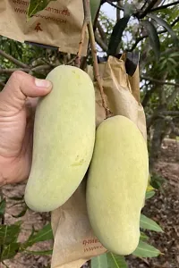 Natural Mango Plant-thumb1