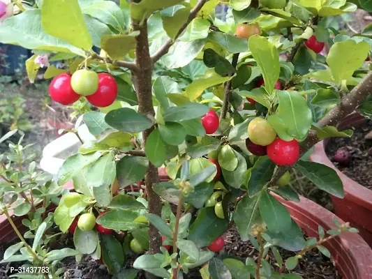 Natural Cherry Fruit Plant-thumb2