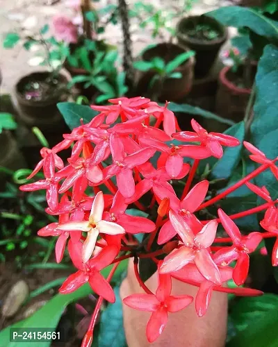 Trothic Ixora/Chethi Plant