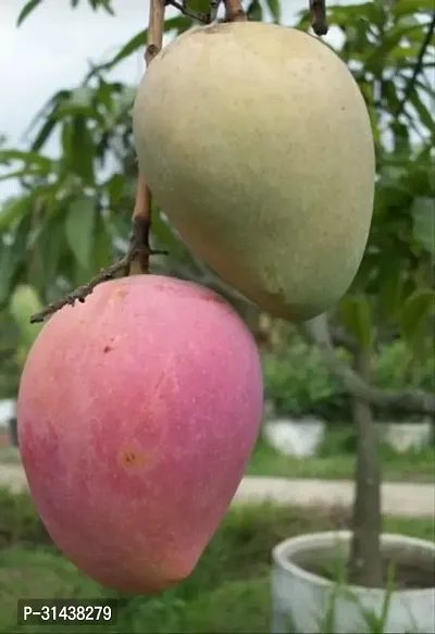 Natural Mango Plant-thumb0