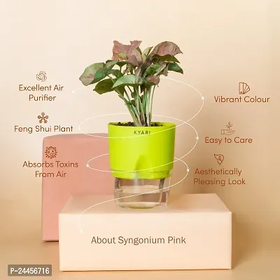 Natural Syngonium Plant-thumb2