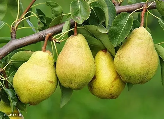 Pear Plant