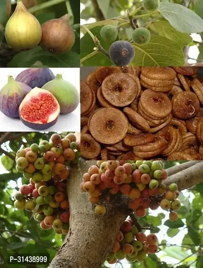 Natural Gular/Cluster Fig Plant-thumb0