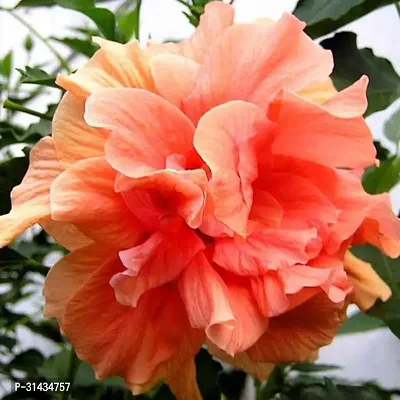 Natural Hibiscus Plant