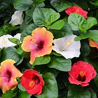 Natural Hibiscus Plant-thumb1