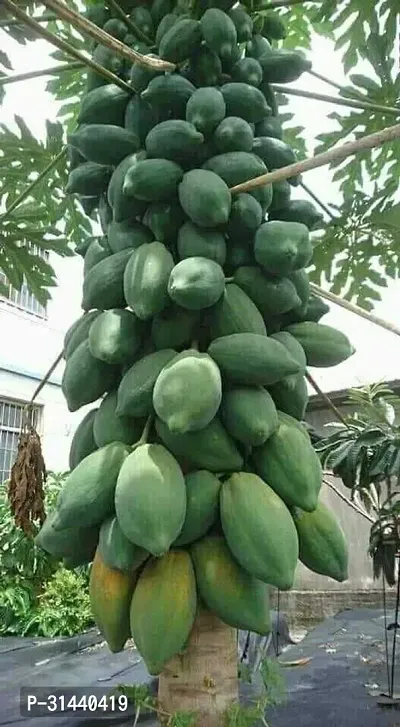 Natural Papaya Plant