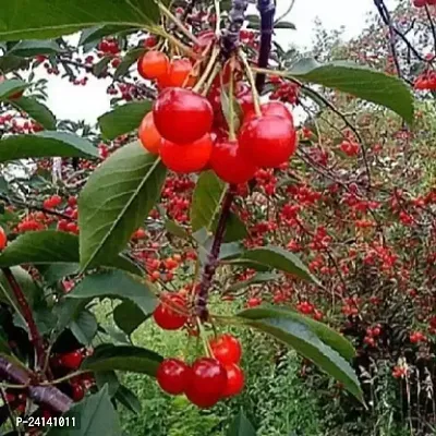 Cherry Fruit Plant-thumb0