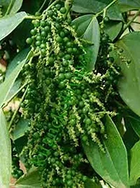 Natural Black Pepper Plant-thumb2