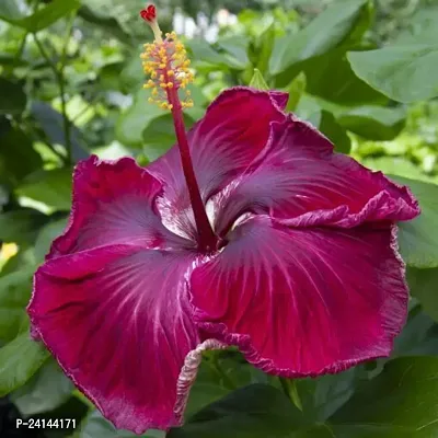 Hibiscus Plant