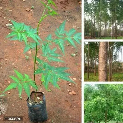 Natural Neem Plant