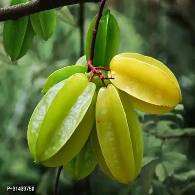 Natural Star Fruit Carambola Grafted Plant-thumb0