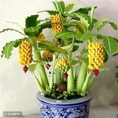 Natural Banana Plant-thumb0