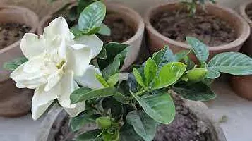 Natural Jasmine Plant-thumb3