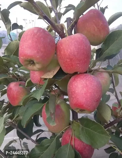 Natural Apple Plant