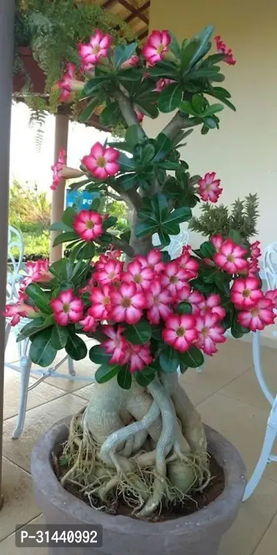 Natural Adenium Plant-thumb0