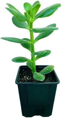 Natural Crassula Bonsai Plant-thumb1