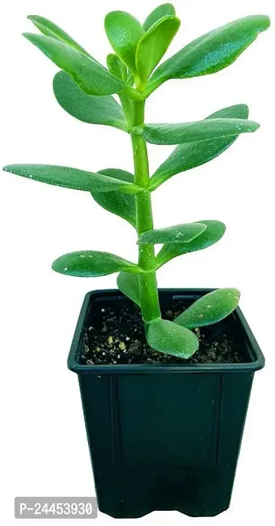 Natural Crassula Bonsai Plant-thumb2