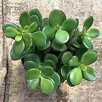 Natural Crassula Plant-thumb2