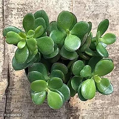 Natural Crassula Plant-thumb3