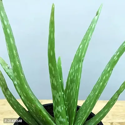 Natural Aloe Vera Plant-thumb3