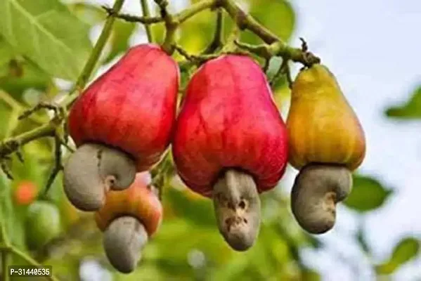 Natural Cashew Plant-thumb0