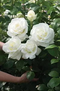 Natural Rose Plant-thumb4