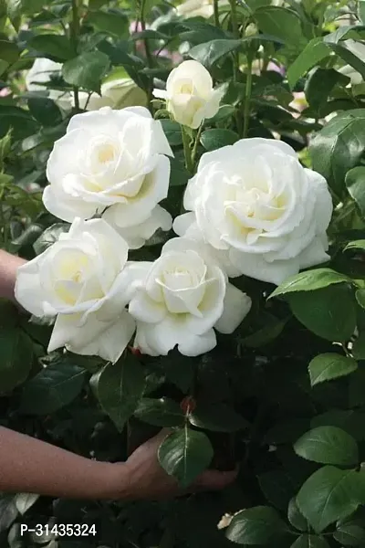 Natural Rose Plant-thumb5