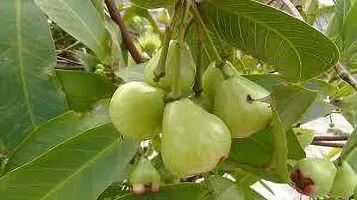 Natural Jamun Plant-thumb2