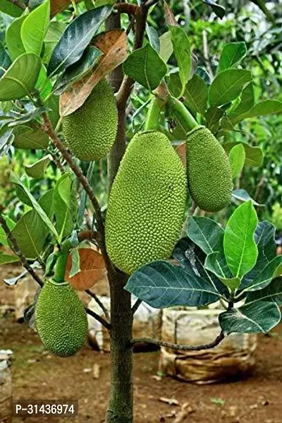 Natural Jack Fruit Plant-thumb0