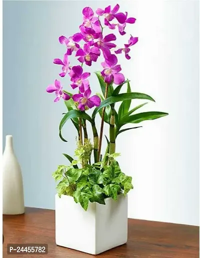 Natural Orchid Plant-thumb0