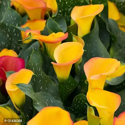 Natural Peace Lily Plant