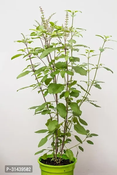 Natural Tulsi Plant-thumb0