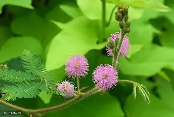 Natural Shy Plant-thumb4