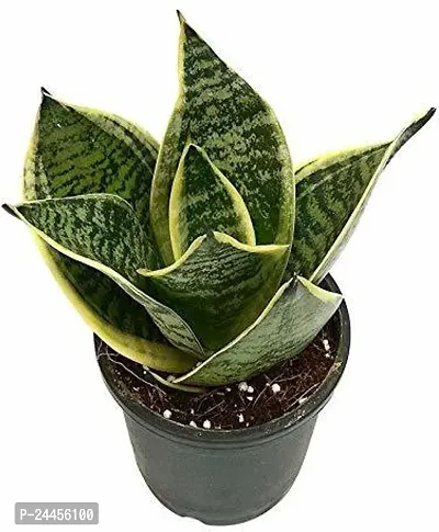 Natural Snake Plant