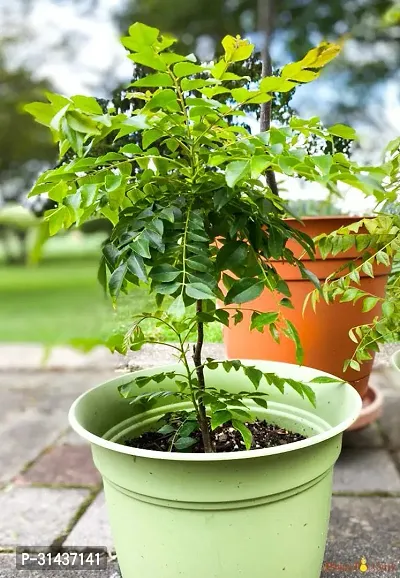 Natural Curry Leaf Plant-thumb0