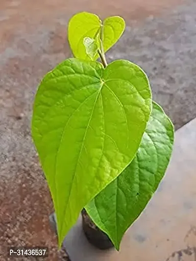 Natural Betal Leaf Plant-thumb0