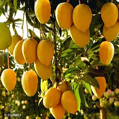 Natural Mango Plant-thumb0