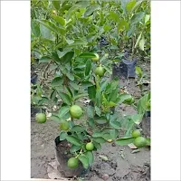 Lemon Plant-thumb4