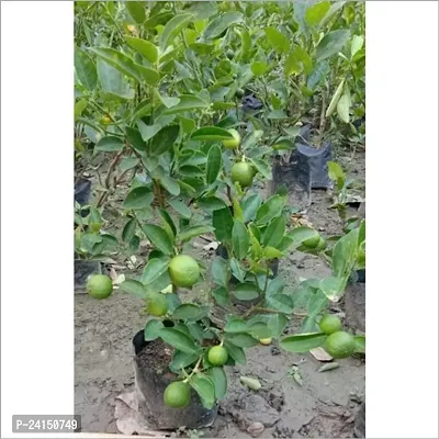 Lemon Plant-thumb5