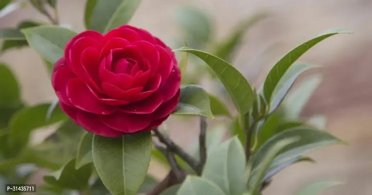 Natural Rose Plant-thumb0